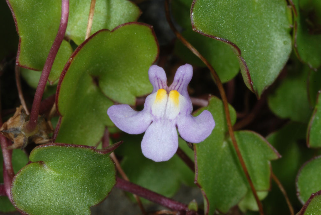 Cymbalaria Muralis Flower seeds for Planting - Sun Loving, Heirloom & GMO Free Seeds for Home Garden