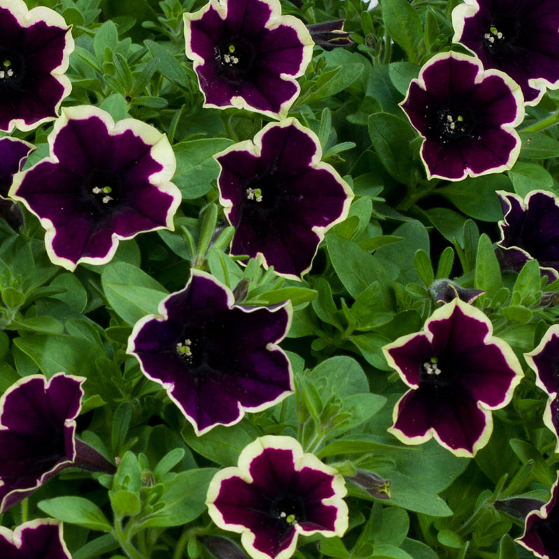 Dark Purple Magenta Petunia Seeds Flower seeds for Planting - Hardy Variety, Heirloom & GMO Free Seeds for Home Garden
 
 Sale for planting in home garden