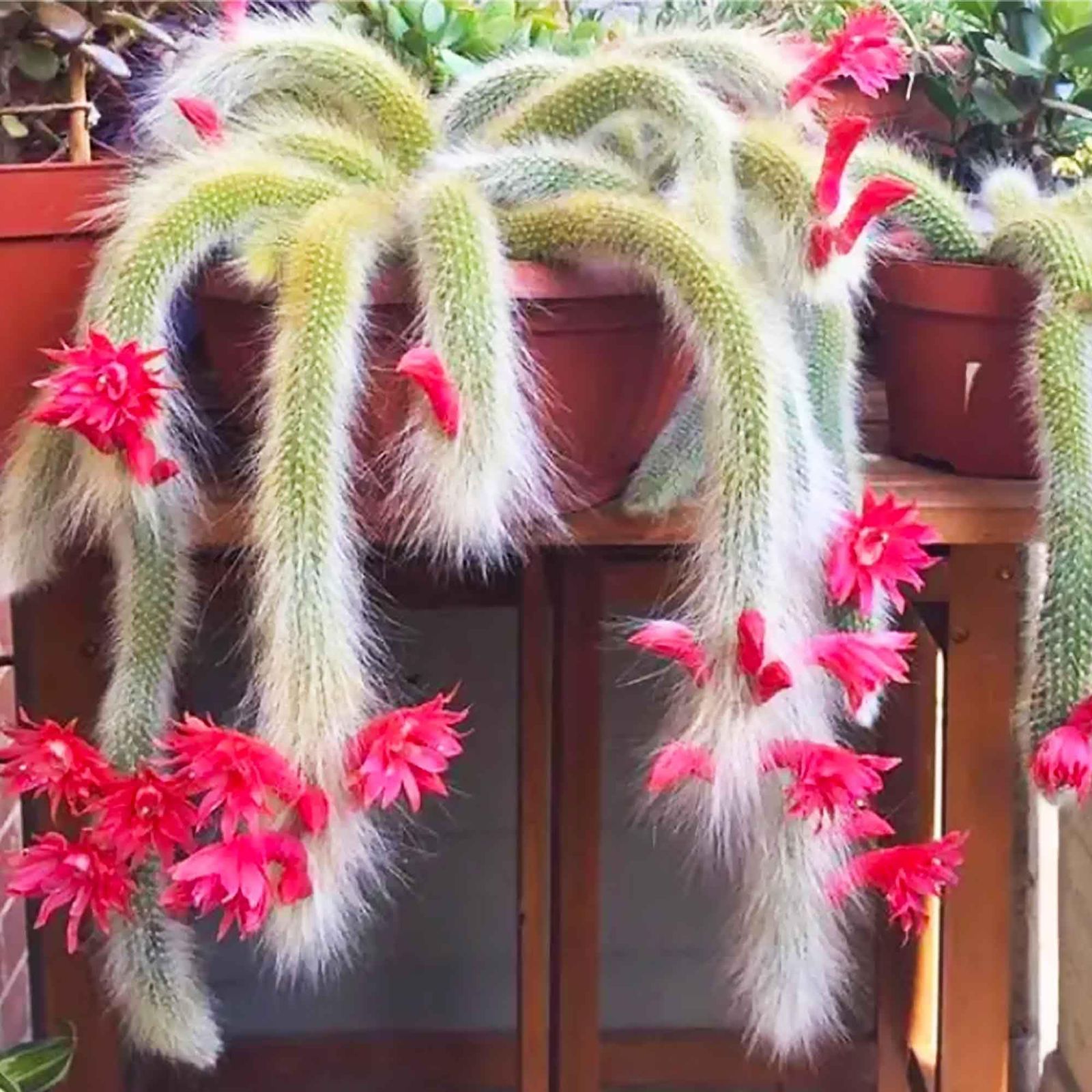 Monkey Tail Cactus Seeds Flower seeds for Planting - Low Maintenance, Heirloom & GMO Free Seeds for Home Garden