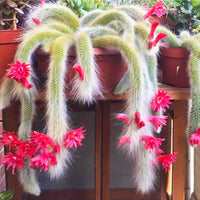 Monkey Tail Cactus Seeds Flower seeds for Planting - Low Maintenance, Heirloom & GMO Free Seeds for Home Garden