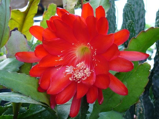 Red Epiphyllum Flower Seeds Flower seeds for Planting Premium Quality Heirloom & GMO Free Seeds for Home Garden