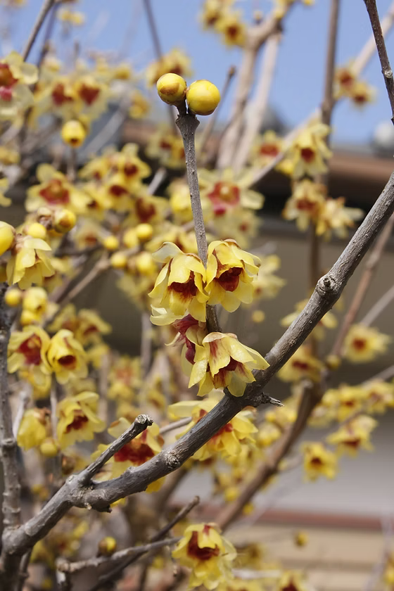 Chimonanthus Wintersweet Flower seeds for Planting Shade Tolerant Heirloom & GMO Free Seeds for Home Garden