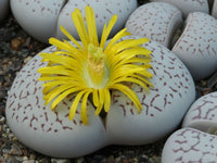 Yellow White Dinteranthus Flower seeds for Planting Premium Quality Heirloom & GMO Free Seeds for Home Garden 
 
 Sale