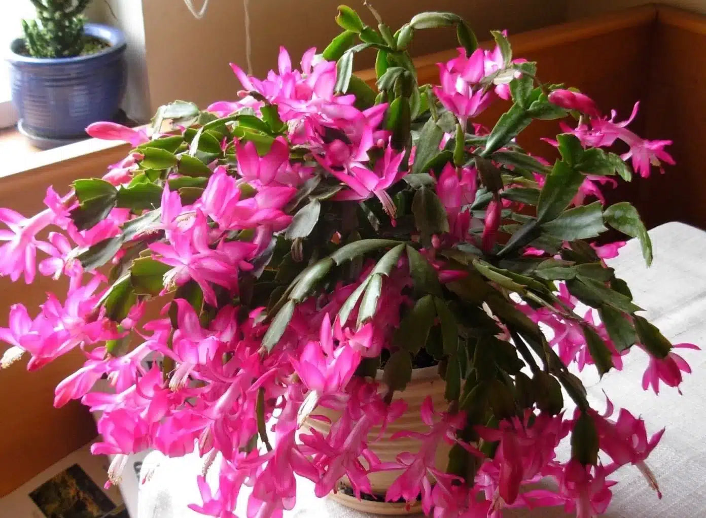 Zygocactus Schlumbergera Flower seeds for Planting Garden Favorite Heirloom & GMO Free Seeds for Home Garden 
 
 Sale