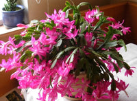 Zygocactus Schlumbergera Flower seeds for Planting Garden Favorite Heirloom & GMO Free Seeds for Home Garden 
 
 Sale