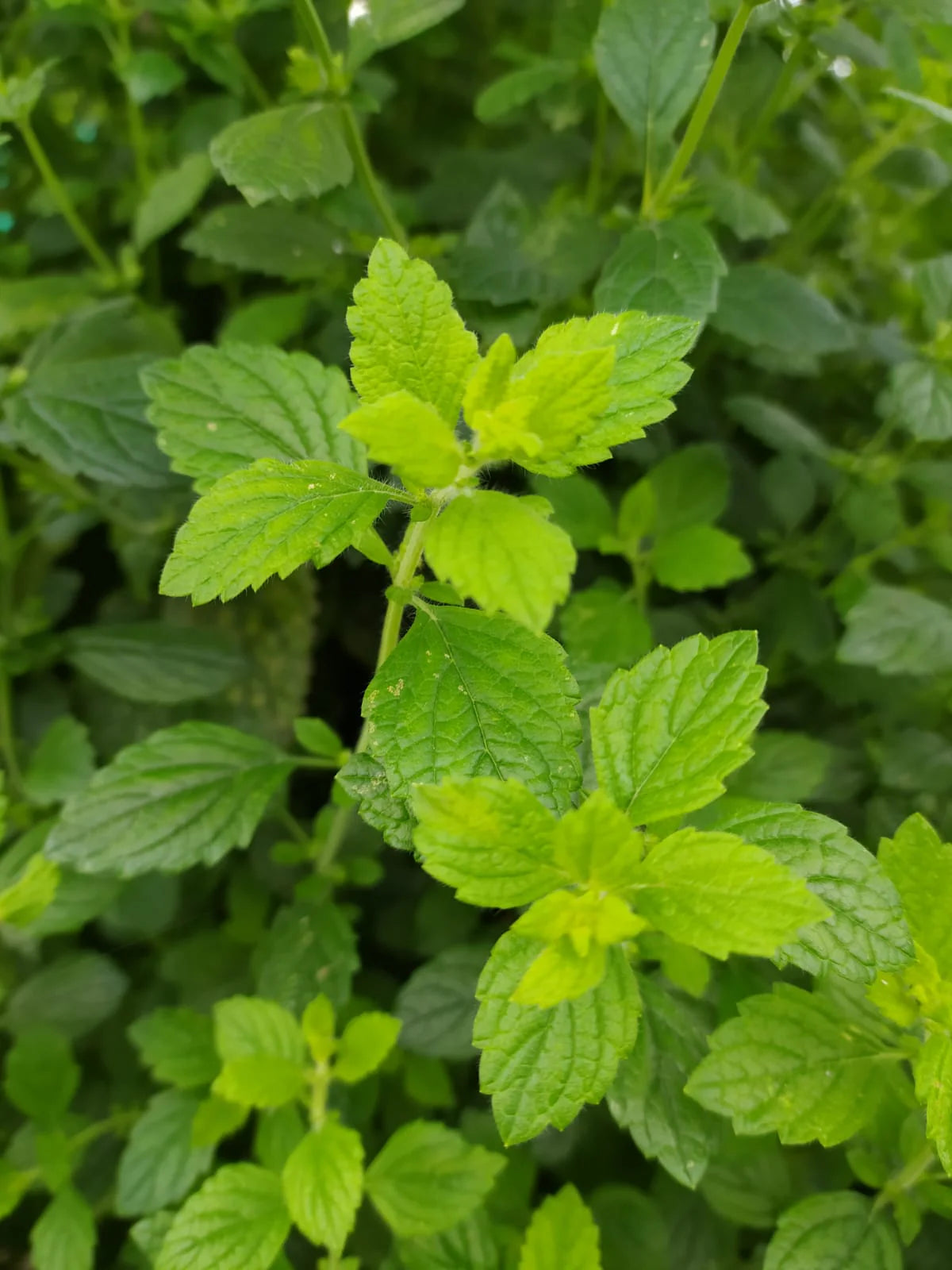 Lemon Balm Seeds (Melissa officinalis)