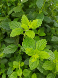 Lemon Balm Seeds (Melissa officinalis)