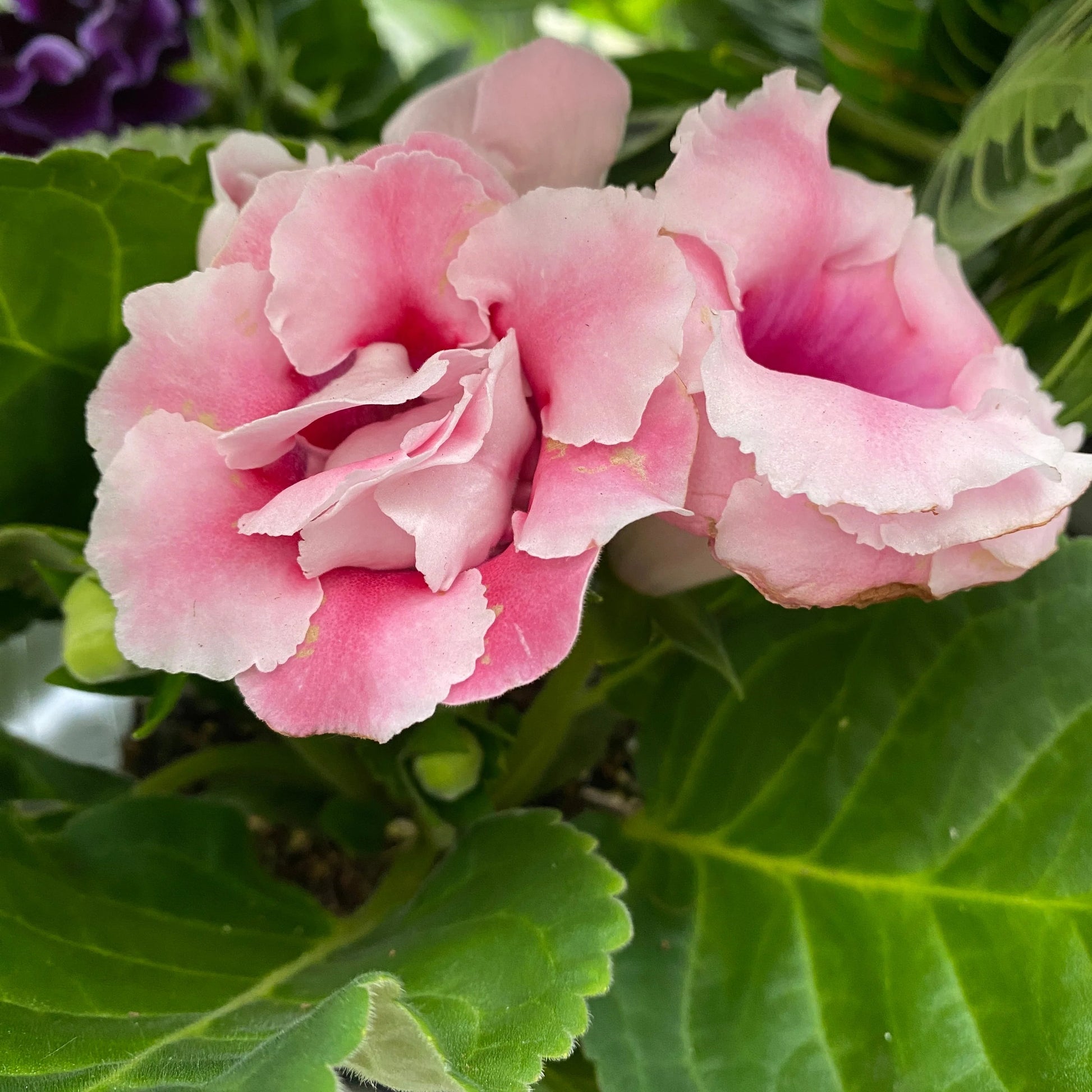 Light Pink Gloxinia Flower seeds for Planting - Low Maintenance, Heirloom & GMO Free Seeds for Home Garden