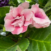 Light Pink Gloxinia Flower seeds for Planting - Low Maintenance, Heirloom & GMO Free Seeds for Home Garden