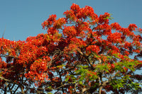 Red Jacaranda Flower seeds for Planting Bright Blooms Heirloom & GMO Free Seeds for Home Garden