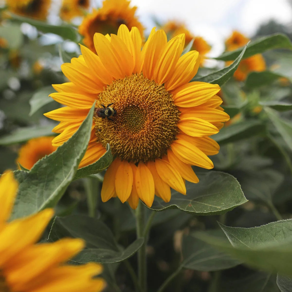 Sunrich Gold Helianthus annuus Sunflower Seeds for Planting in Garden
