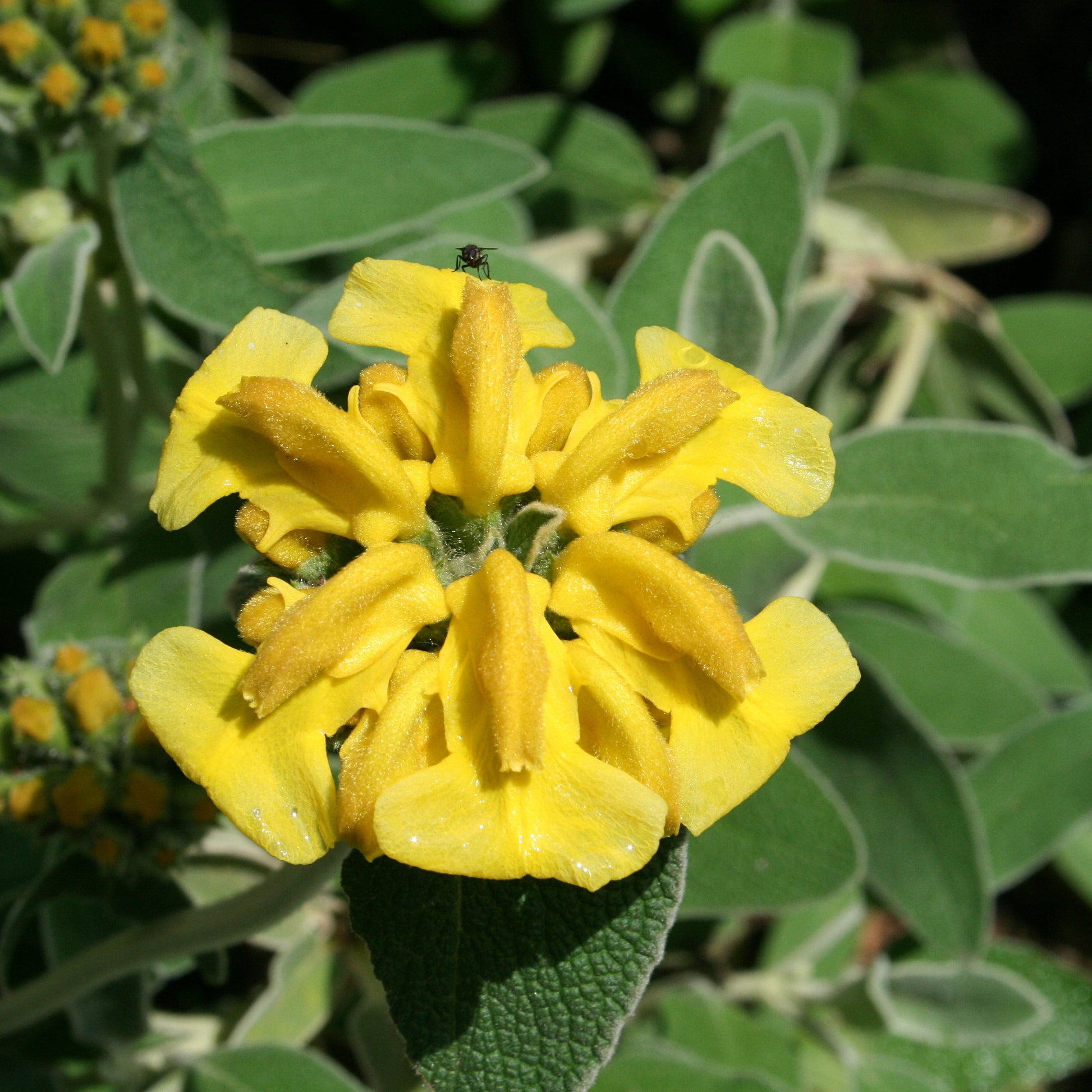 Yellow Jerusalem Sage Flower seeds for Planting - Easy to Grow, Heirloom & GMO Free Seeds for Home Garden
