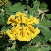 Yellow Jerusalem Sage Flower seeds for Planting - Easy to Grow, Heirloom & GMO Free Seeds for Home Garden