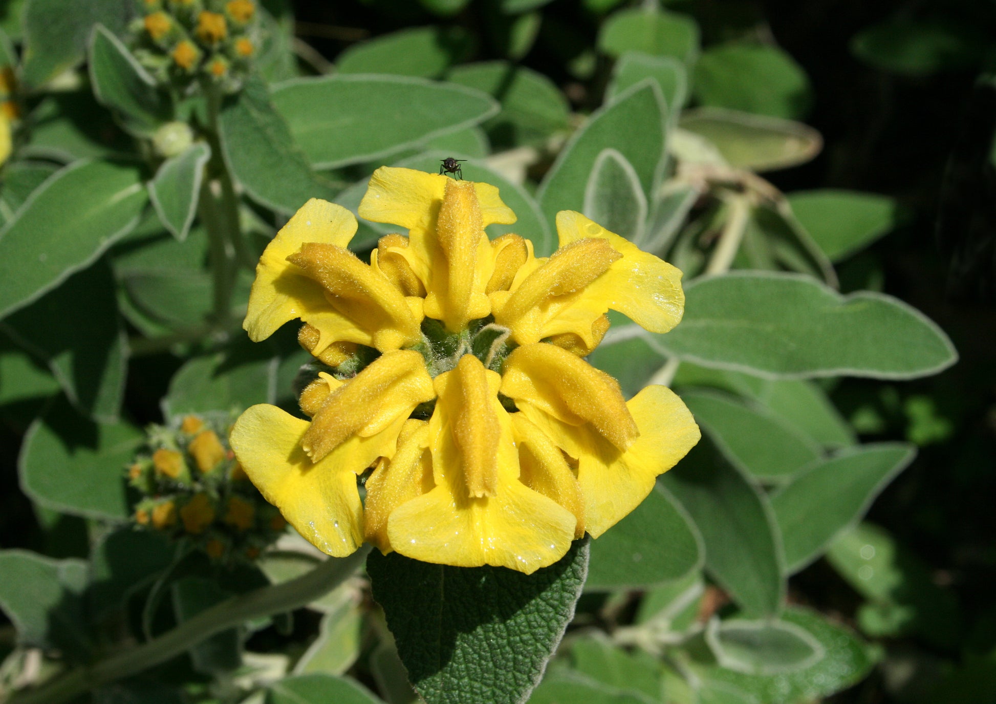 Yellow Jerusalem Sage Flower seeds for Planting Hardy Variety Heirloom & GMO Free Seeds for Home Garden 
 
 Sale