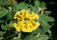 Yellow Jerusalem Sage Flower seeds for Planting Hardy Variety Heirloom & GMO Free Seeds for Home Garden 
 
 Sale