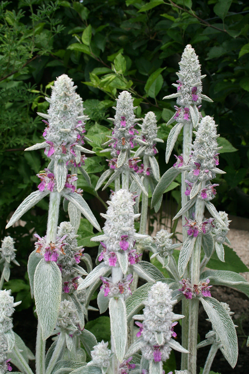 Gray Lambs Ear Flower seeds for Planting - Perfect for Borders, Heirloom & GMO Free Seeds for Home Garden