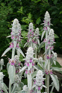 Stachys Flower seeds for Planting Vibrant Colors Heirloom & GMO Free Seeds for Home Garden