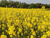 Yellow Rape Flower seeds for Planting - Fragrant Blossoms, Heirloom & GMO Free Seeds for Home Garden