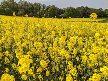 Yellow Rape Flower seeds for Planting - Fragrant Blossoms, Heirloom & GMO Free Seeds for Home Garden