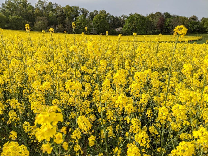 Yellow Rape Flower seeds for Planting - Fragrant Blossoms, Heirloom & GMO Free Seeds for Home Garden