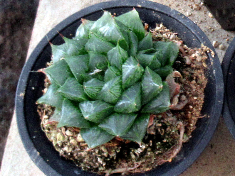 Haworthia Flower seeds for Planting - Premium Quality, Heirloom & GMO Free Seeds for Home Garden