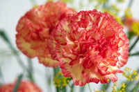 Red Cream Carnation Flower seeds for Planting Bright Blooms Heirloom & GMO Free Seeds for Home Garden
 
 Sale