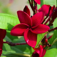Red Frangipani Flower seeds for Planting - Perfect for Borders, Heirloom & GMO Free Seeds for Home Garden