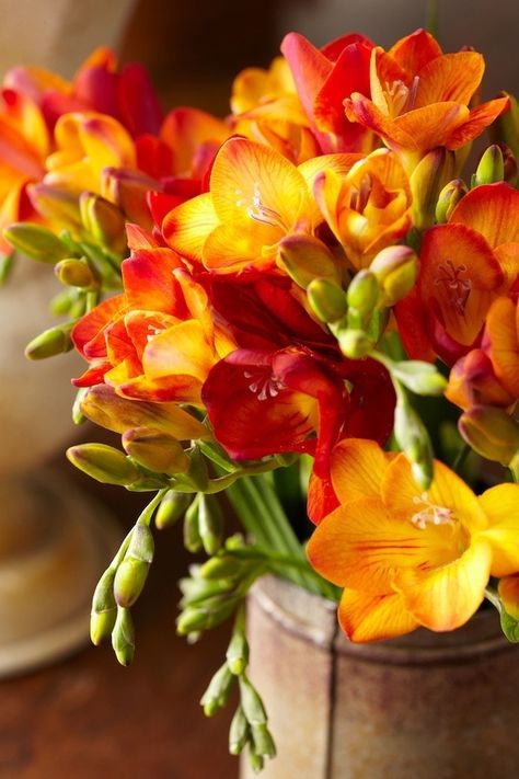 Red Crocus Flower Seeds for Planting Pollinator Friendly Heirloom & GMO Free Seeds for Home Garden
 
 Sale