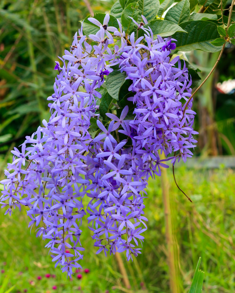 Purple Sandpaper Vine PETREA VOLUBILIS Flower seeds for Planting - Cottage Garden Essential, Heirloom & GMO Free Seeds for Home Garden