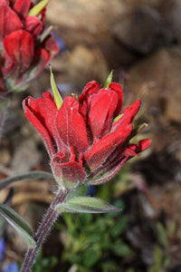 Castilleja Indivisa Flower seeds for Planting, Easy to Grow Heirloom & GMO Free Seeds for Home Garden