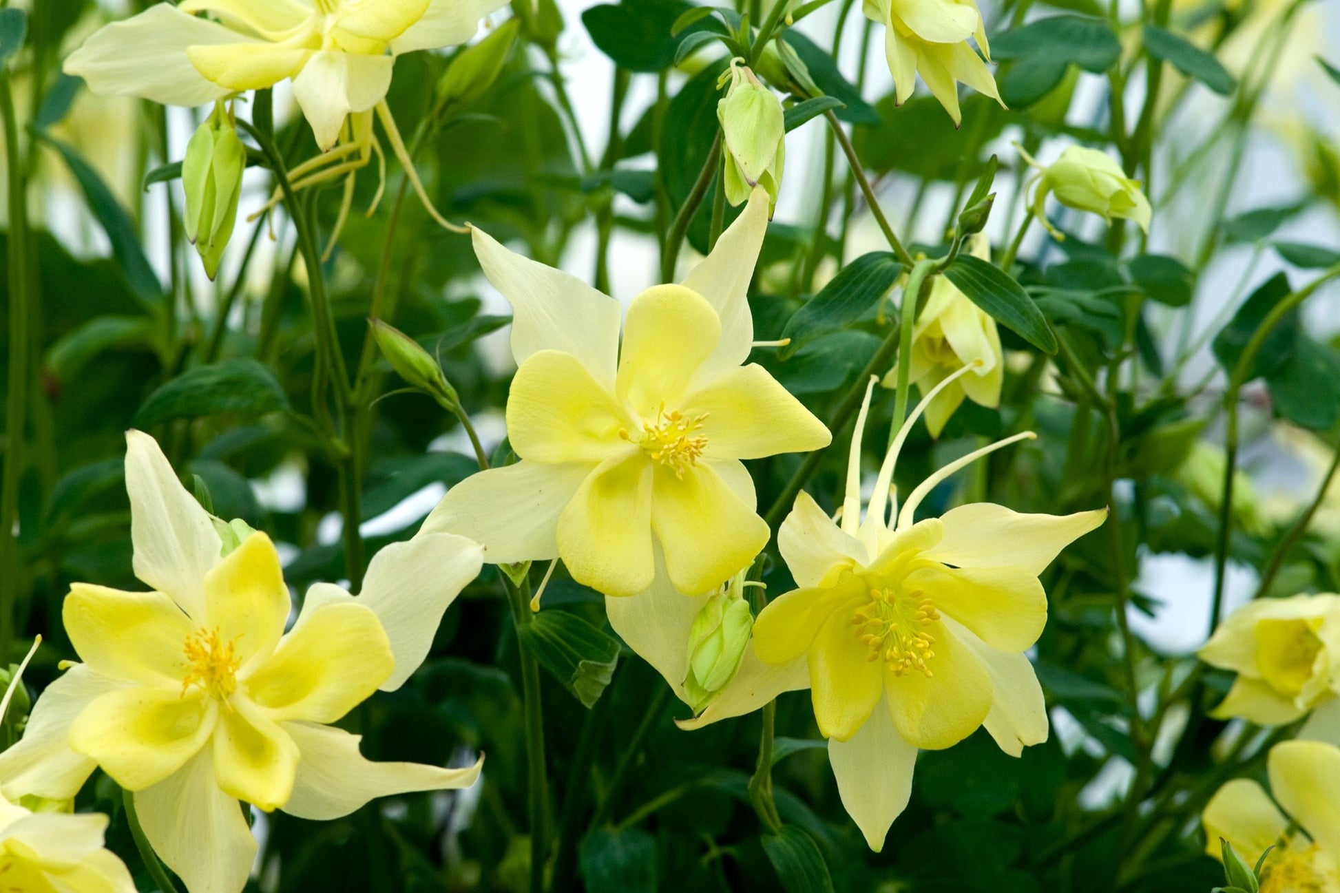 Yellow Bonnets Flower seeds for Planting, Long Bloom Season Heirloom & GMO Free Seeds for Home Garden