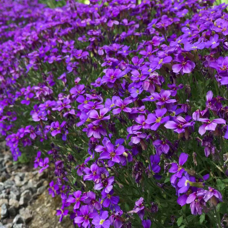 Purple Aubrieta Rock Cascade Seeds, Heirloom Non-GMO Flowers for Long Bloom Garden Planting