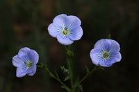 Linum Flower seeds for Planting Drought Tolerant Heirloom & GMO Free Seeds for Home Garden