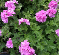 Violet Climbing Geranium Flower Seeds for Planting, Heirloom Non-GMO Organic Garden Seeds
