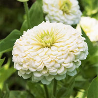 White Oklahoma Flower seeds for Planting - Bright Blooms, Heirloom & GMO Free Seeds for Home Garden