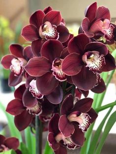 Maroon Butterfly Orchids Flower seeds for Planting - Perfect for Borders, Heirloom & GMO Free Seeds for Home Garden