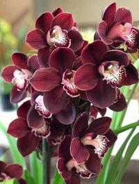 Maroon Butterfly Orchids Flower seeds for Planting - Perfect for Borders, Heirloom & GMO Free Seeds for Home Garden