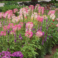 Cleome Queen Flower Seeds for Vibrant Cleome Blooms