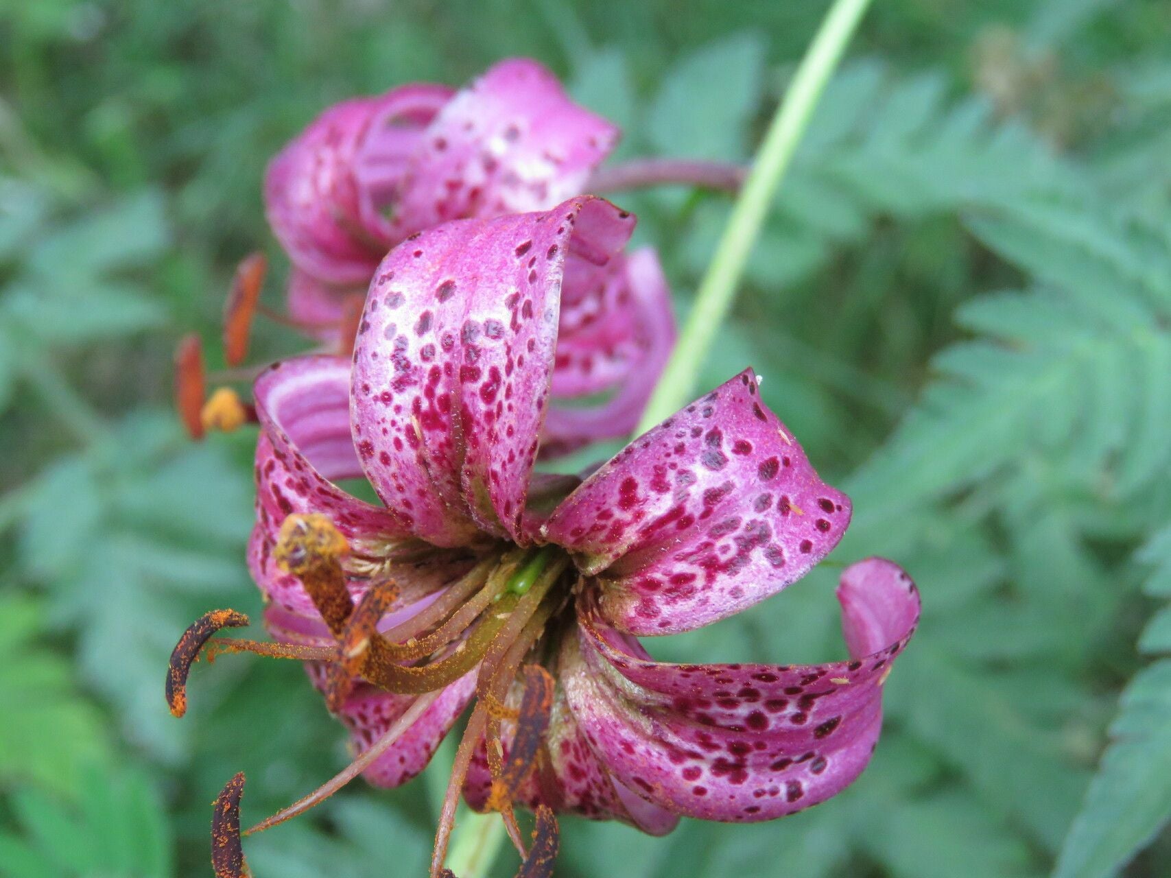 Lilium Martagon Flower seeds for Planting Long Bloom Season Heirloom & GMO Free Seeds for Home Garden 
 
 Sale