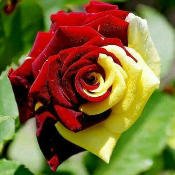 Yellow Maroon Rose Flower seeds for Planting Shade Tolerant Heirloom & GMO Free Seeds for Home Garden