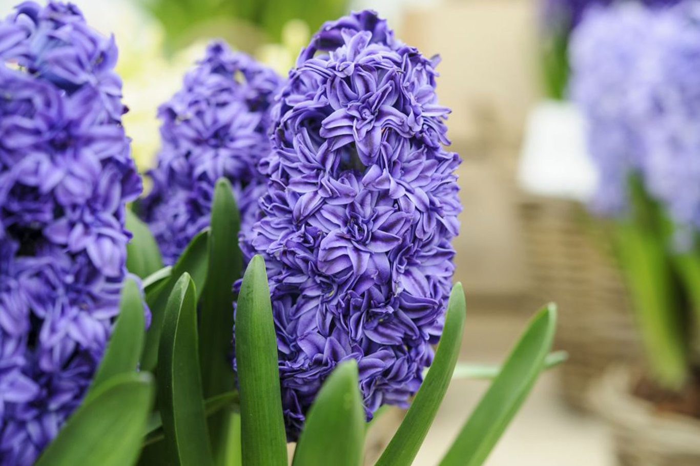 Hyacinthus Orientalis Flower seeds for Planting Pollinator Friendly Heirloom & GMO Free Seeds for Home Garden