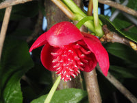 Schisandra Flower seeds for Planting Drought Tolerant Heirloom & GMO Free Seeds for Home Garden 
 
 Sale