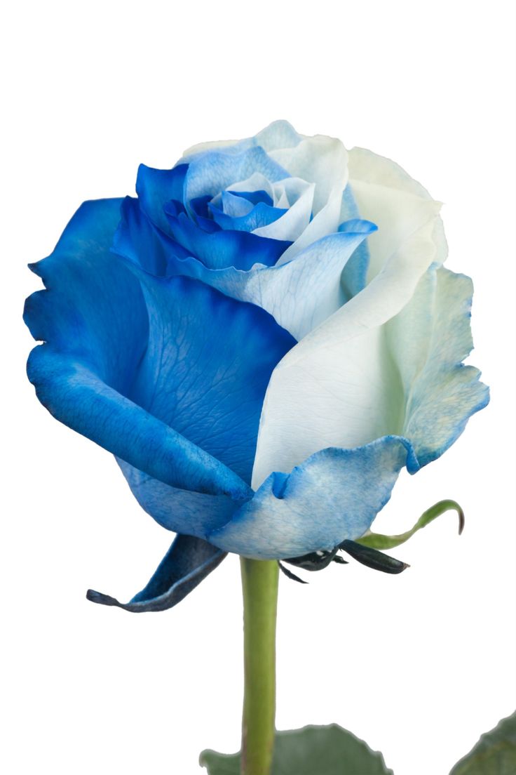 Blue White Rose Flower Seeds for Garden Wildflower Mix Heirloom & GMO Free Seeds for Home Garden
 
 Sale