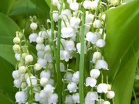 Lily of the Valley Flower seeds for Planting - Seasonal Bloomer, Heirloom & GMO Free Seeds for Home Garden