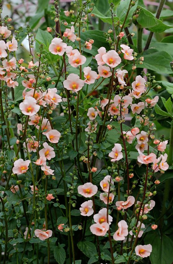Pink Alonsoa Flower seeds for Planting Vibrant Colors Heirloom & GMO Free Seeds for Home Garden 
 
 Sale