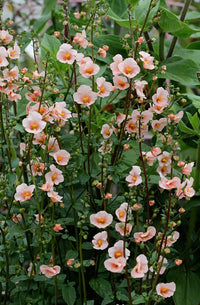 Pink Alonsoa Flower seeds for Planting Vibrant Colors Heirloom & GMO Free Seeds for Home Garden 
 
 Sale