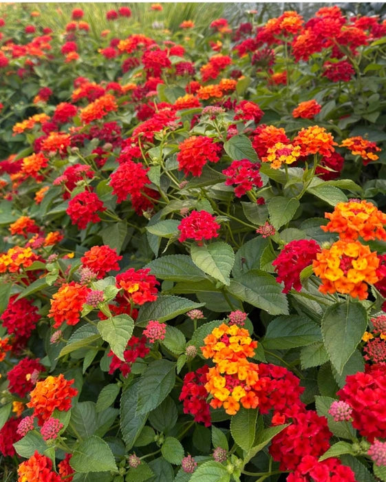 Lantana Camara Bonsai Seeds Five Color Hydrangea