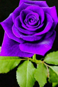 Violet Green Rose Flower Seeds for Planting Bright Blooms Heirloom & GMO Free Seeds for Home Garden
 
 Sale