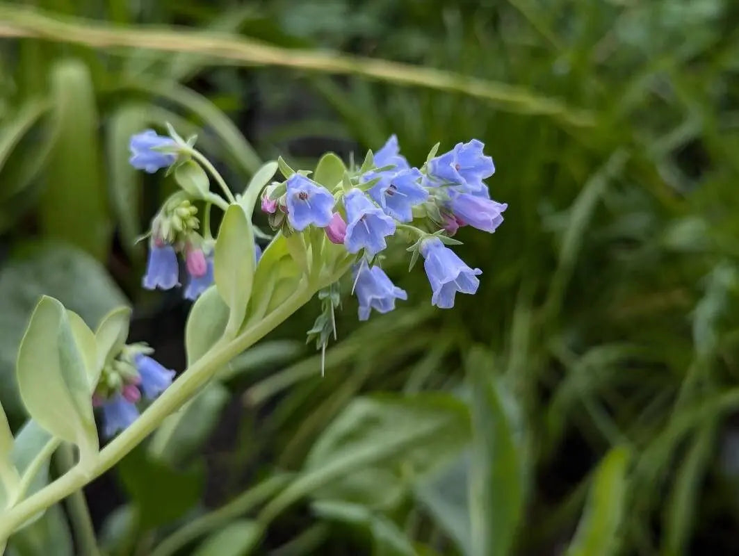 Mertensia Maritima Flower seeds for Planting - Perfect for Borders, Heirloom & GMO Free Seeds for Home Garden