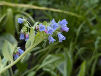 Mertensia Maritima Flower seeds for Planting - Perfect for Borders, Heirloom & GMO Free Seeds for Home Garden
